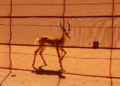 Gazelle-Inspired Algorithm Learns to Stride Through Solar Shading Problems