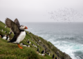 Puffin Commutes Could Trigger Sudden Ecosystem Collapse, New Mathematical Model Warns