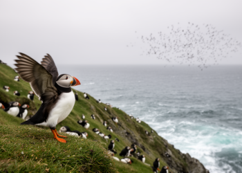 Puffin Commutes Could Trigger Sudden Ecosystem Collapse, New Mathematical Model Warns