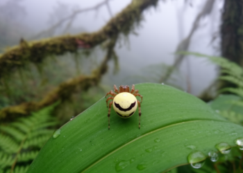 New Happy-Face Spider With 32 Colour Morphs Discovered in the Himalayas