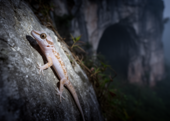 New karst gecko from southern Guizhou brings China's Japonigekko tally to 28