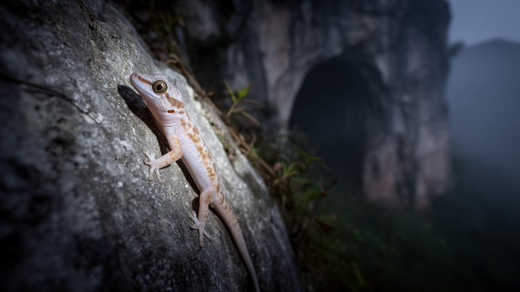 New karst gecko from southern Guizhou brings China's Japonigekko tally to 28