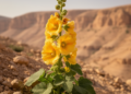 Jordan's Golden Hollyhock Reveals Antioxidant Riches in First Chemical Portrait