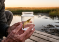 Citizen scientist's catch reveals oriental river prawn's westernmost European outpost in Spanish estuary