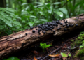 Two new fungi from Hainan rainforest expand the hidden diversity of Biscogniauxia