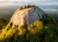 Invasive Plants Are Quietly Conquering Brazil's Ancient Granite Islands