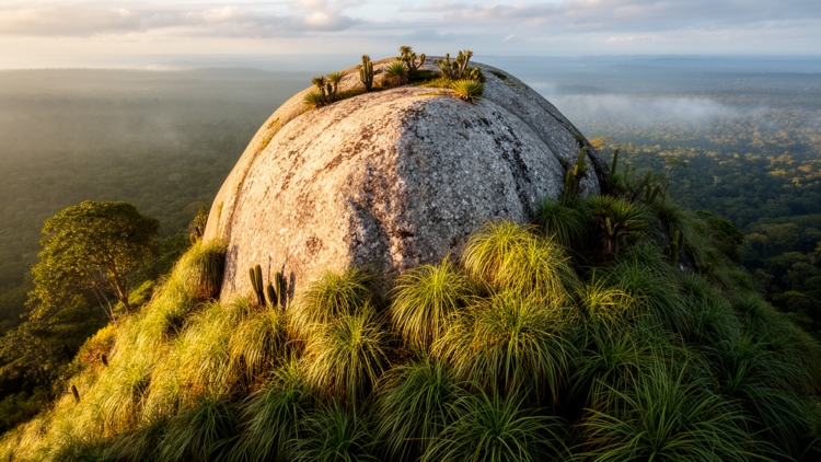 Invasive Plants Are Quietly Conquering Brazil's Ancient Granite Islands