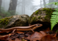 Shy highlander: new skink species discovered in Yunnan's montane forests