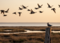 Wild birds rewrite rules for travel