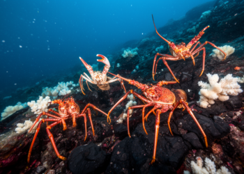 Four new squat lobster species revealed on remote Pacific seamounts