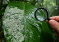 Sixteen Hidden Lichen Species Discovered on Rainforest Leaves in China