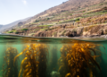 Seaweed Cannot Save Us: Land Ecosystems Are Functionally Saturating