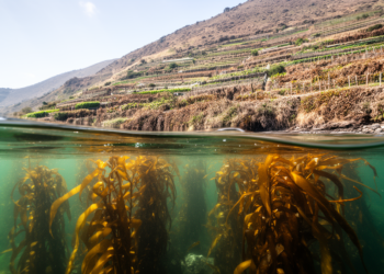 Seaweed Cannot Save Us: Land Ecosystems Are Functionally Saturating