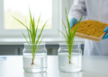 Gamma-Ray Mutants Turn Premium Rice Variety Satabdi Salt-Tolerant Without Losing Grain Quality