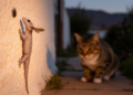 Invasive Moorish gecko in Chile eats moths and beetles while cats stalk it as a probable predator