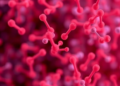 Antibodies, Not Just Abundance: IgA Surveillance Emerges as a Hidden Architect of the Gut Microbiome