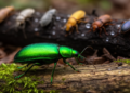 Massive Beetle Family Tree Rewritten as Ground Beetles Reveal Surprising Evolutionary Alliances