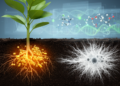 AI and Multi-Omics Decode the Rhizosphere Microbiome Against Southern Blight Fungus