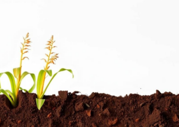 Corn Residue Could Keep a Widely Used Herbicide Out of Groundwater