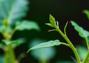 Scientists unlock 30-year mystery of potassium channel that makes leaf stalks grow