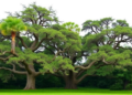Ancient Torreya Trees Are Quietly Starving for Potassium, Century-Long Study Reveals