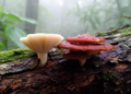 Two new wood-dwelling mushroom species discovered in China
