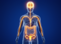 Could Personality Traits Shape Fertility? A New Brain-Gut-Gonadal Hypothesis Emerges
