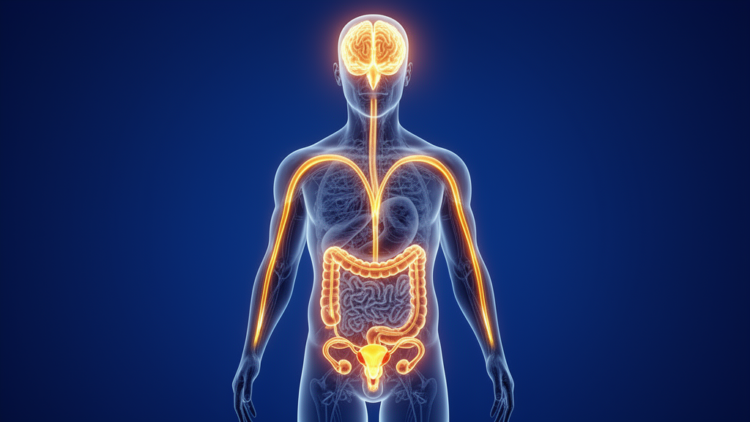 Could Personality Traits Shape Fertility? A New Brain-Gut-Gonadal Hypothesis Emerges