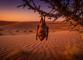 A Lone Bat in the Karakum Desert May Reveal an Unknown Migration Route