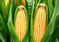 Smart Vibration System Lines Up Maize Ears Without Breaking Them