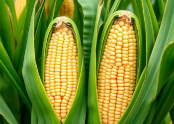Smart Vibration System Lines Up Maize Ears Without Breaking Them