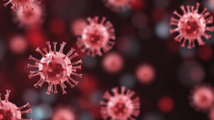 Gamma Delta T Cells Blur the Line Between Innate and Adaptive Immunity
