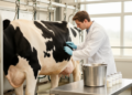 Silent Udder Infections and Antibiotics Reshape the Milk Microbiome in Dairy Cows