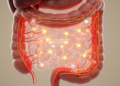 Gut hormone GLP-2 reshapes cattle mesenteric blood flow through cholinergic vascular signaling