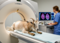 Goat Model Puts Heart Attack Reperfusion Injury Under the CT Scanner