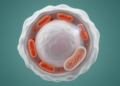 Mitochondrial Sirt3 loss disrupts fat-burning brake in female fat cells