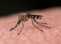 How Mosquito Mating Habits Could Make or Break Malaria Control Campaigns