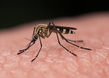 How Mosquito Mating Habits Could Make or Break Malaria Control Campaigns