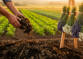 From Perfume Waste to Fertile Soil: How Medicinal Plant Residues Could Transform Farming