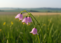Twinflower pollen reveals a lost lowland refuge in the Italian plain