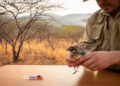 Avian malaria found in nearly 40 percent of wild birds in Guatemala's transforming dry forest