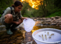 Mayfly survey in northeastern Algeria reveals ten species new to science