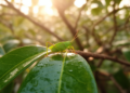 New leafhopper genus Chinaica discovered on waxberry trees in China