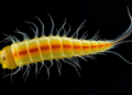 Rumen Fluke Parasite Reveals Its Molecular Playbook Across Life Stages