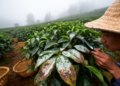 Three New Fungal Pathogens Threaten China's Medicinal Vine Tea Crop
