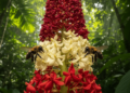 Rare Rainforest Tree's Flowers Turn Red to Steer Bees Toward Rewards