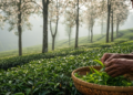 Aromatic Tree Neighbors Can Reshape the Taste and Aroma of Green Tea
