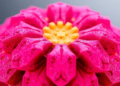Petal-Shaped Bismuth Sulfide Supercharges Next-Generation Energy Storage Devices