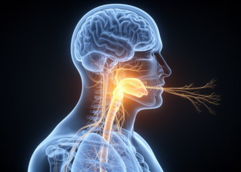 The Brainstem Hub That Keeps You Alive—and Lets You Speak