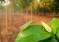 Three New Leafhopper Species Emerge From Teak Fields and Citrus Groves